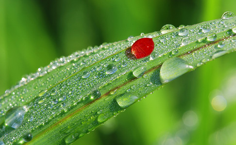 早叶水滴液体珠子绿色雨滴圆形植物群叶子反射对角线背景图片