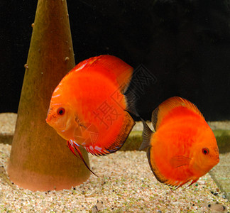 水族馆中的迪盘科鱼游泳玻璃热带红色宠物动物曲线高清图片
