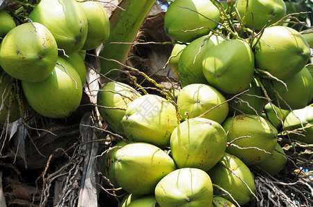 椰子水果饮食果汁黄色团体营养可可绿色热带食物晴天高清图片