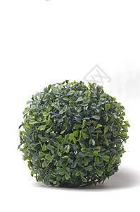 Buxus 球团国家衬套环境土壤剪毛绿色幼苗圆圈种植叶子背景图片