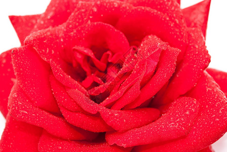 红玫瑰配偶礼物织物叶子订婚假期念日紫色玫瑰花店背景图片