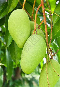 所有的SM芒果树营养热带营养素甜点植物情调水果圆圈季节种子背景