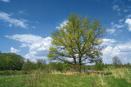 绿色夏日绿地上的大橡树分支机构阴影季节牧场环境蓝色力量农村场地天空背景图片