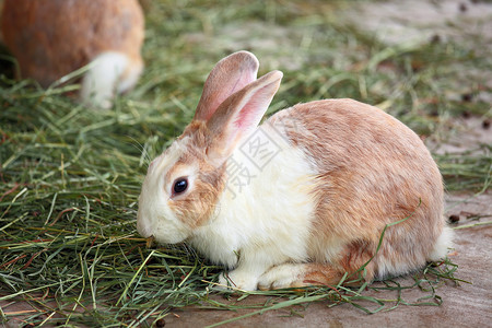 吃草兔子兔子兔金子耳朵灰色毛皮婴儿白色雏菊魅力动物群绿色背景