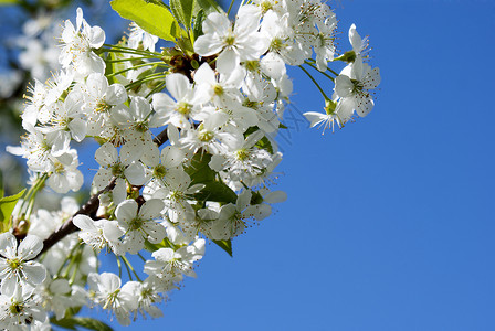 鲜花樱桃叶子团体幸福植物群白色植物绿色卡片天空花朵背景图片