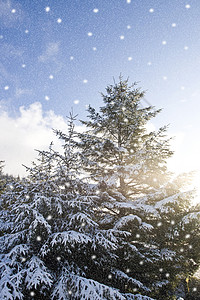 冬雪落在松树上高清图片