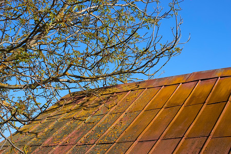 将胡桃树铺在旧屋顶上图片素材