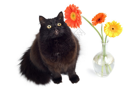 黑猫和鲜花花束花瓣手表朋友格柏小猫宠物橙子植物动物高清图片