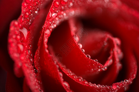 抽象水玫瑰带水滴的美丽红玫瑰浅色焦点投标礼物露珠宏观水分展示植物液体庆典植被背景