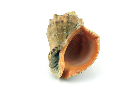 海壳动物螺旋个性棕色漩涡生活蜗牛背景图片