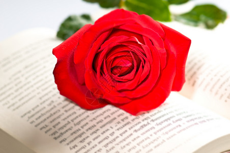 红玫瑰在爱情故事上背景图片