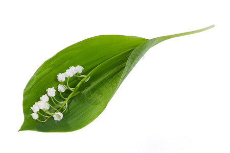 小百合开花花的高清图片