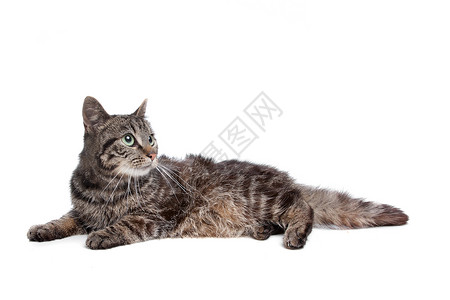 重力猫动物猫科条纹灰色工作室哺乳动物压力背景图片