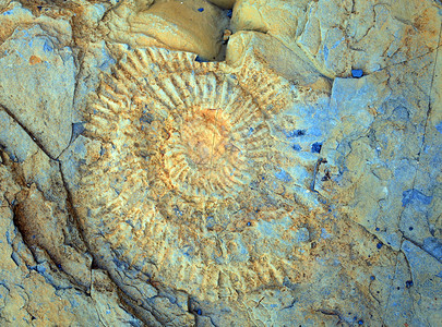 变成化石特写自然高清图片