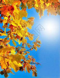 秋橡树叶对着蓝天自然的高清图片素材