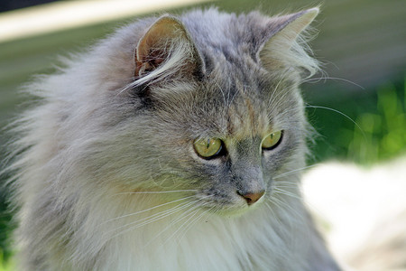 选项卡猫胡须毛皮房子小猫橙子鲭鱼动物猫科爪子条纹高清图片