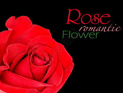 红玫瑰装饰礼物脆弱性约会红色图层玫瑰树叶热情植物背景图片