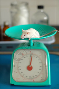 老鼠线条动物实验动物背景