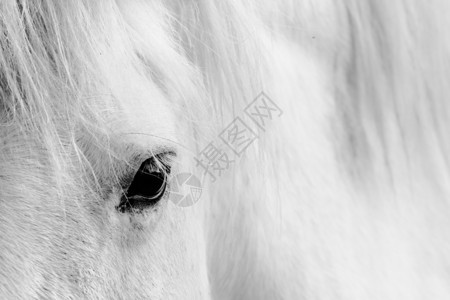 白马的详情头发艺术动物灰色眼球白色黑色荒野睫毛宏观高清图片