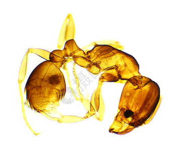 显微镜下的蚂蚁 背景 (人类)高清图片