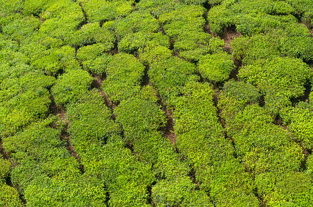 喀拉拉邦茶地植物群叶子木头土地栽培高地财产爬坡阳光蓝色背景