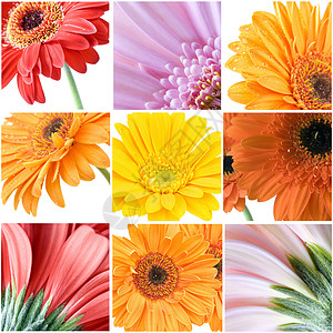 不同颜色菊不同颜色的杂交色背景