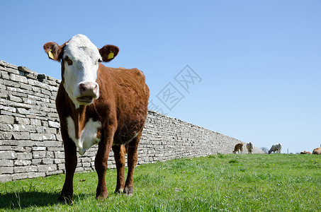 好奇牛草地石墙绿色栅栏牛牧场奶牛石头高清图片