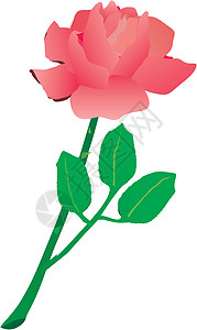 粉红玫瑰花粉色绘画绿色高清图片