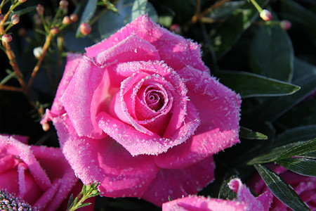 冻结的粉红玫瑰新娘薄片花店磨砂水晶玫瑰树叶花瓣植物群叶子背景图片