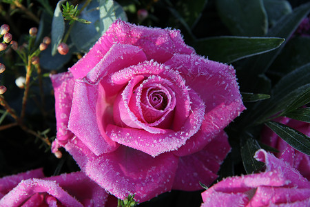 冻结的粉红玫瑰薄片玫瑰阳光花店新娘雪花太阳叶子冰镇植物群背景图片