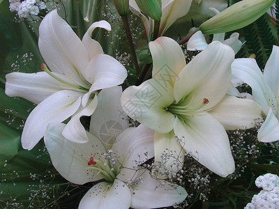 婚博会元素鲜艳的新鲜百合花植物学花艺雌蕊文化婚姻生长叶子花瓣植物艺术背景