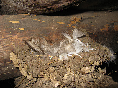 饥饿鸟用羽毛吞咽的巢穴背景