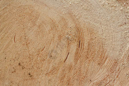木材特写木柴切片材料裂缝木材生活松树木头历史植物纤维生长背景
