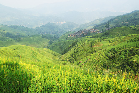 中国绿稻田土地几何风景村庄采掘房子农作物场地建筑学阳台背景