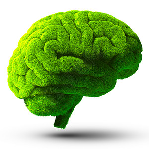大脑力量绿色大脑创造力叶子力量生物艺术思维记忆生长思考智力背景