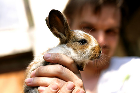 年轻兔子毛皮小狗婴儿眼睛礼物动物喜悦家庭宠物问候语复活节高清图片素材