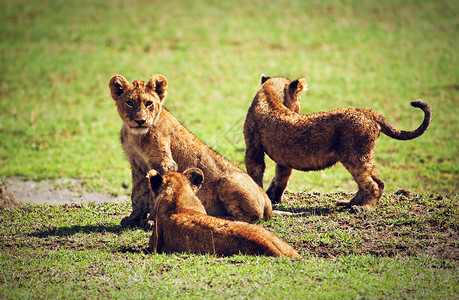 小狮子幼崽玩游戏 坦桑尼亚 非洲动物哺乳动物猫科婴儿爪子男性小猫团体喜悦荒野背景图片