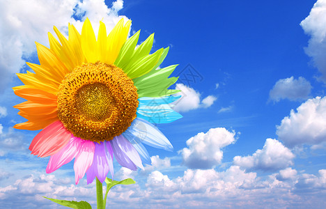 以不同颜色粉刷向日葵花植物光谱季节天空创造力环境生长调色板植物学调子背景图片