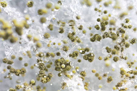 科尔丘拉微小的微生物的高清图片