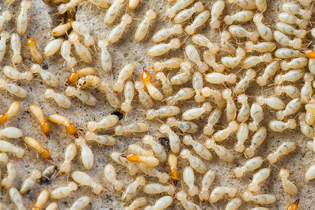 吃害虫泰国的白蚁风格隧道棕色材料风化装饰宏观害虫衰变损害背景