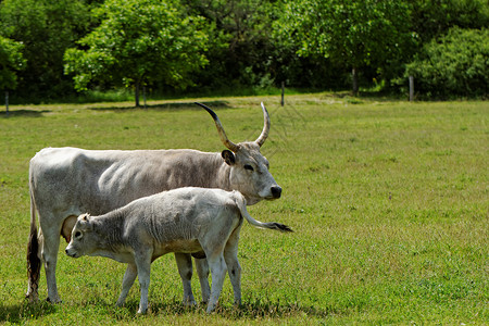 匈牙利灰色牛眼睛牧场牛角高山农场小牛土地农业牛扒国家背景图片