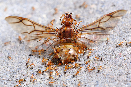 团结力量野生动物宏观蚁后蚂蚁翅膀地面朋友们合伙团体劳动背景