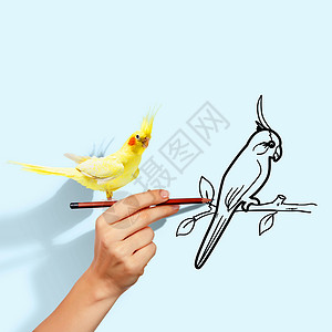 鹦鹉画坐在手边的鹦鹉风格卡通片书法螺旋热带曲线绘画装饰艺术装饰品背景