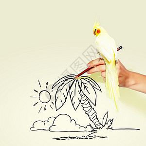鹦鹉画坐在手边的鹦鹉书法装饰墙纸曲线手指热带装饰品螺旋手绘艺术背景