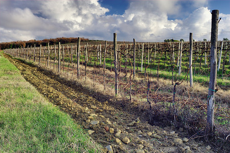 春天的葡萄园两极地形乡村栽培葡萄国家地球农业爬坡背景图片