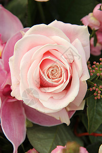 粉红玫瑰和兰花 在新娘花束中装饰品绿色中心花瓣花朵花店婚礼植物群粉色植物学背景图片