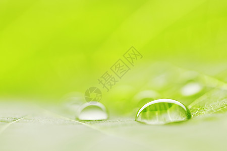 叶子宏观上的水滴植物环境露珠液体雨滴飞沫背景