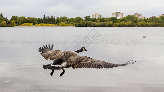 水的鸟飞行翅膀野生动物空气自由速度航班背景