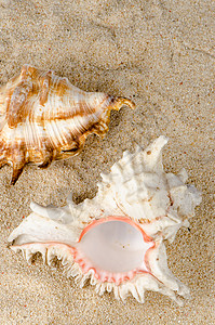 海螺和贝壳假期热带作品晴天记忆纪念品海岸边界天堂旅行背景图片