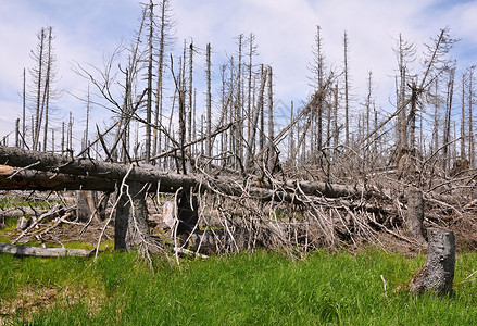 被树皮甲虫毁坏的森林环境资源砍伐活力木头天空气候生态植被损害柴高清图片素材